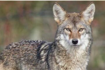 Lifespan and Habitat of Coyotes