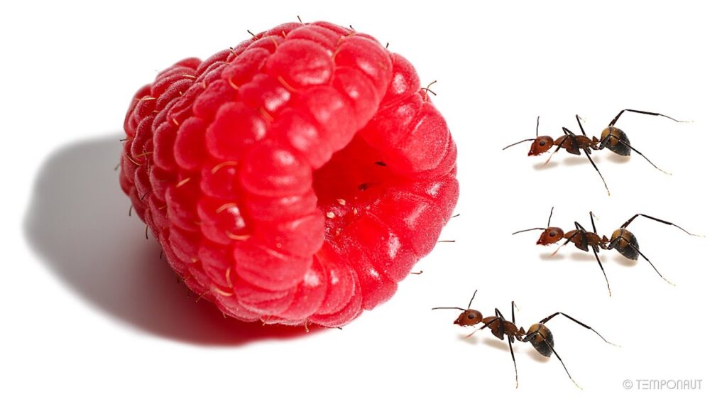 Ants: Teaching by Imitation